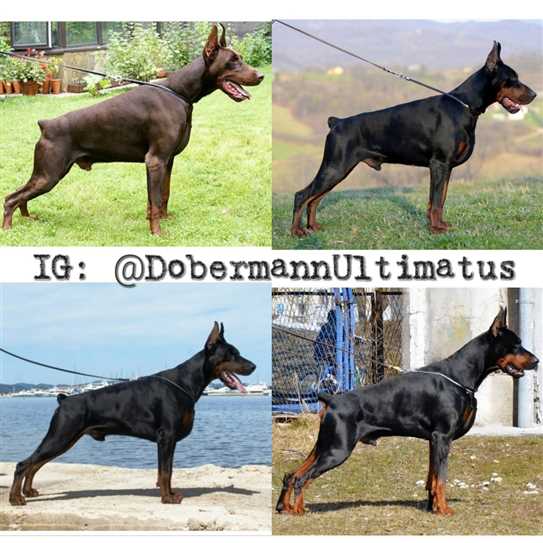 Ckc doberman discount puppies for sale